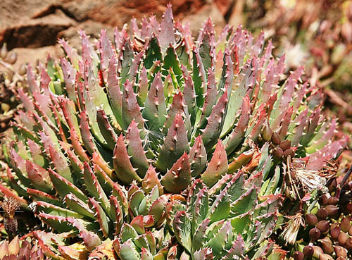 Aloe brevifolia: Photographed by Johannes Vogel